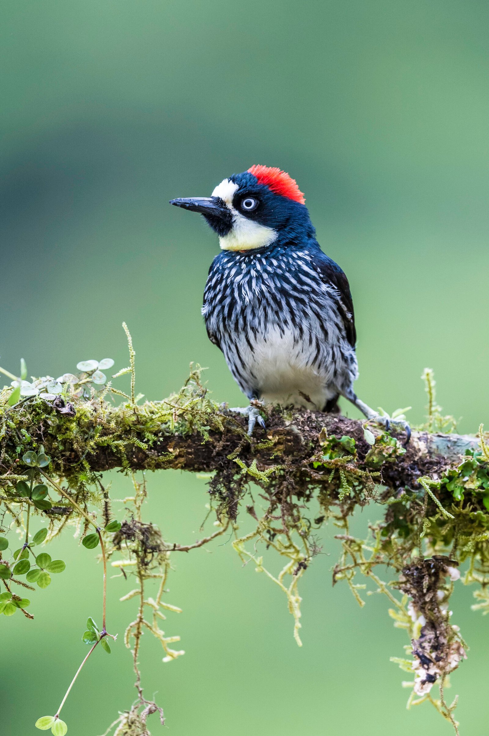 the acorn woodpecker (melanerpes formicivorus) is a medium sized woodpecker found in costa rica. savegre lodge natural reserve.