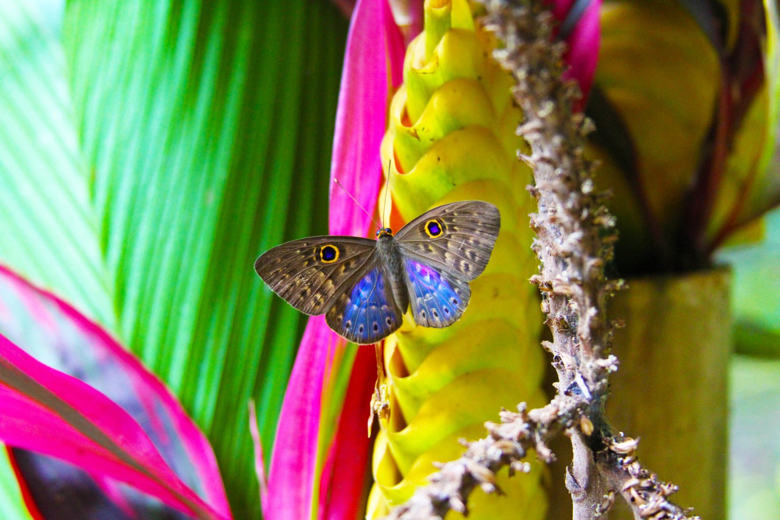 butterfly in the rain forest