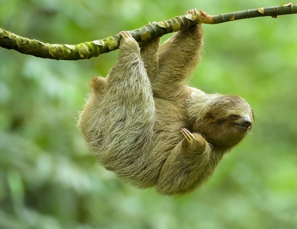 three toed or three fingered sloths from costa rica