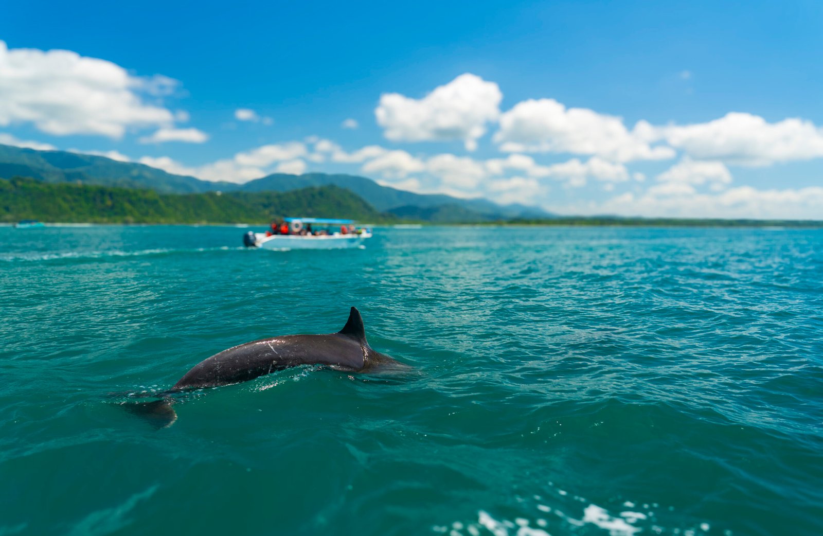 dolphin and whale watching boat in uvita, costa rica