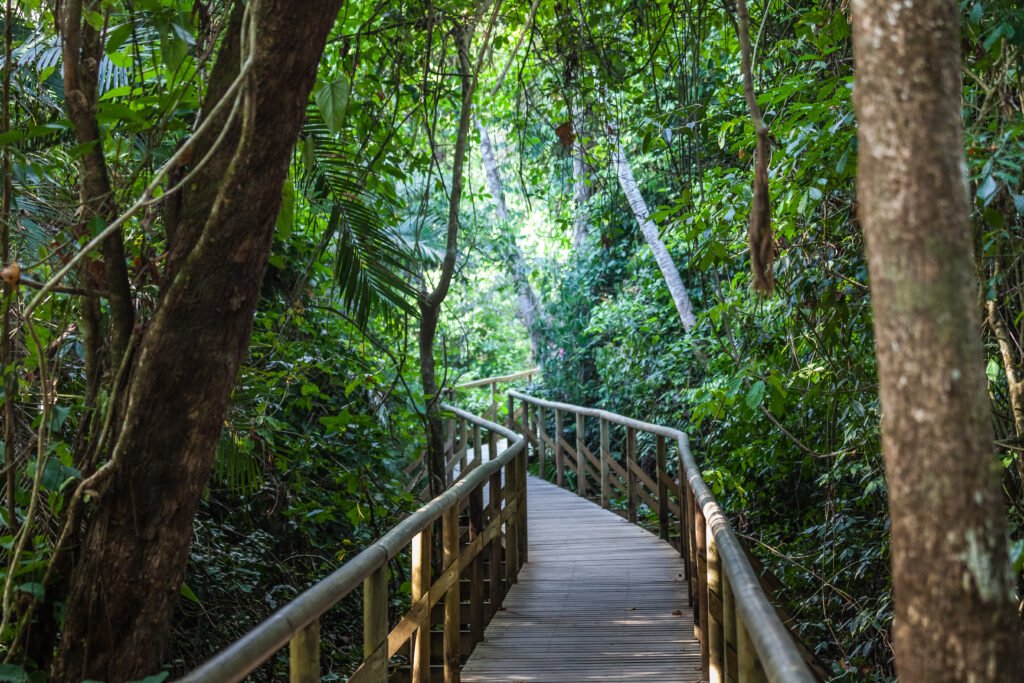 tropical rain forest (central america)