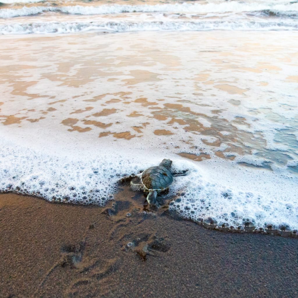 baby green sea turtle dashing to the sea