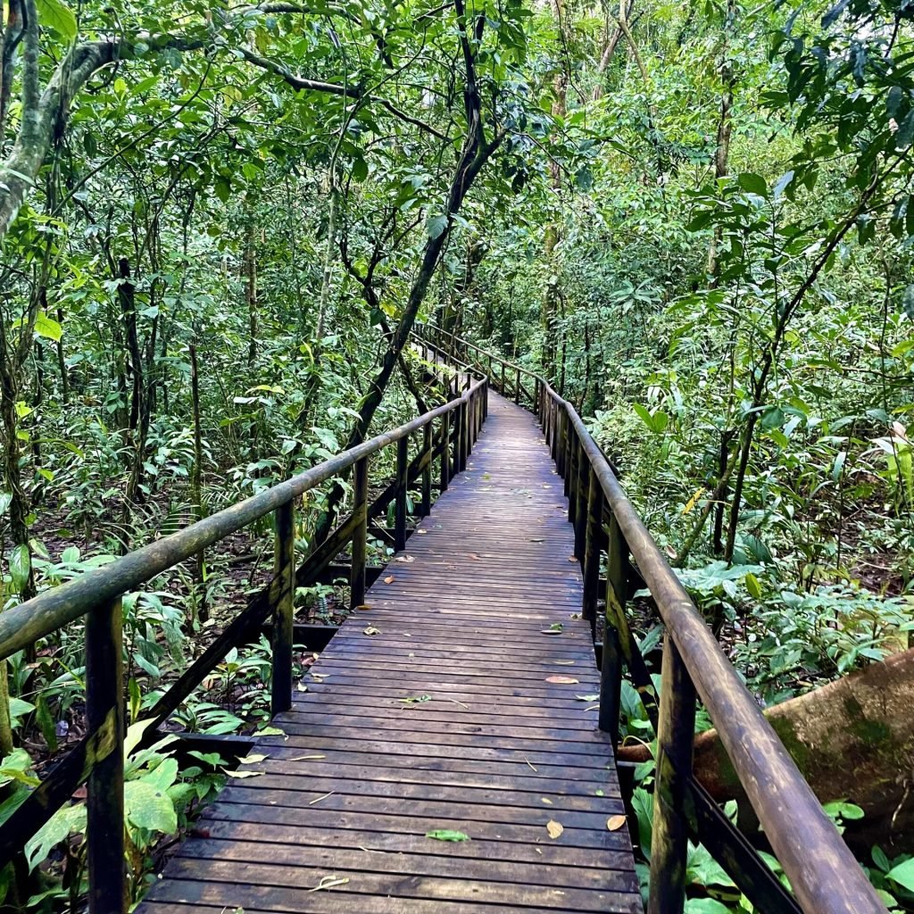 elevated walkway rainforest trail manuel antonio national park, costa rica