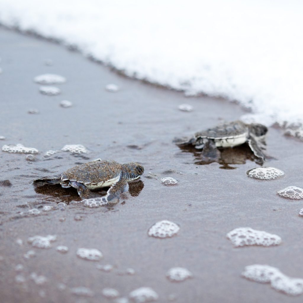 two newly hatched turtles on their way into the ocean