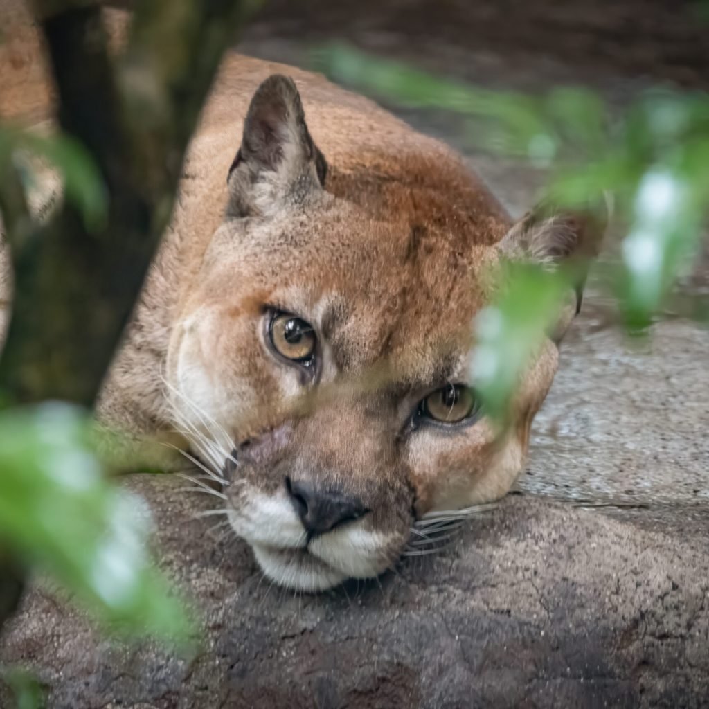 puma found in the wild costa rica!