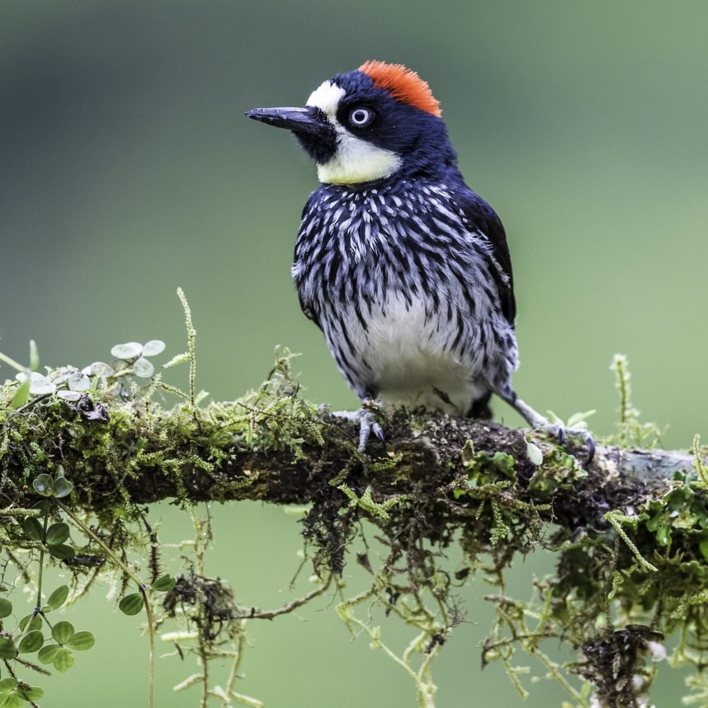 the acorn woodpecker (melanerpes formicivorus) is a medium sized woodpecker found in costa rica. savegre lodge natural reserve.