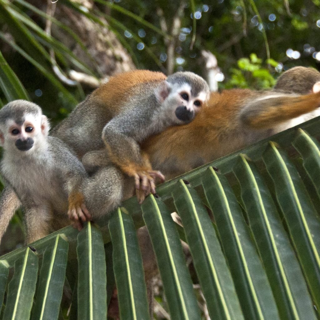 monkey love 2