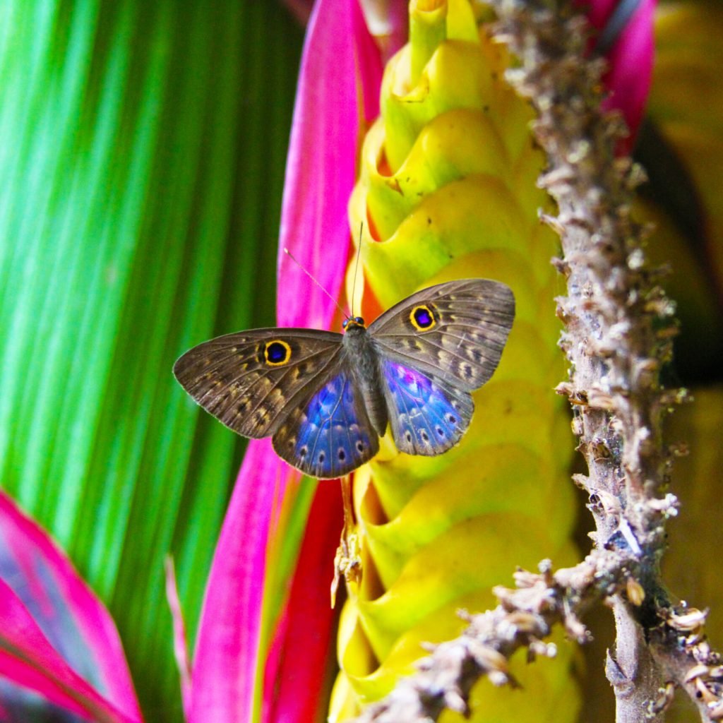 butterfly in the rain forest